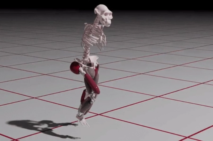 Current Biology: древний предок человека «Люси» была плохим бегуном