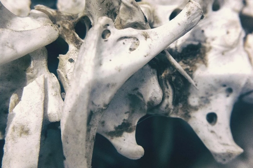 Японские учёные установили истинную природу 20000-летнего "человека из Усикавы"