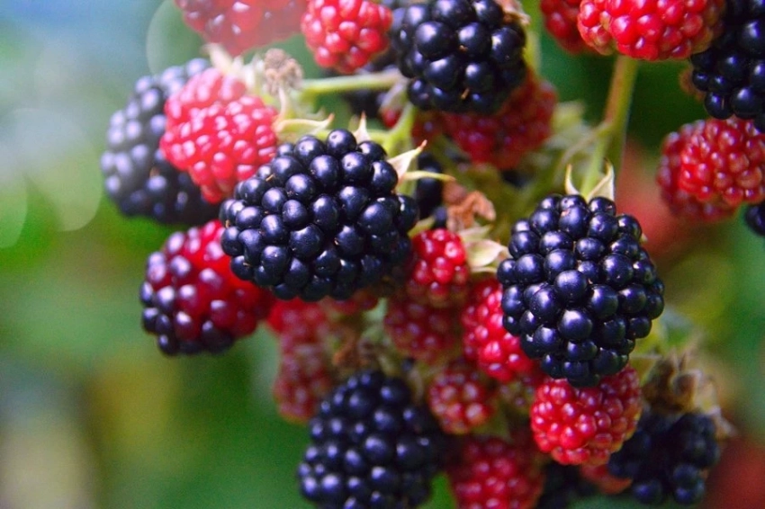 Специалисты рассказали о замене суперфудов на привычные продукты