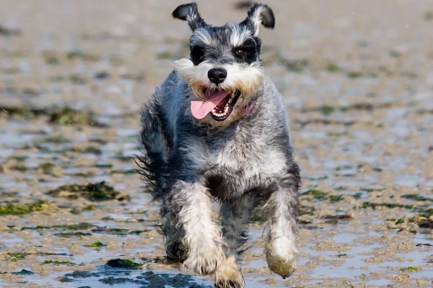 Названы породы собак, склонные к потере зубов в пожилом возрасте
