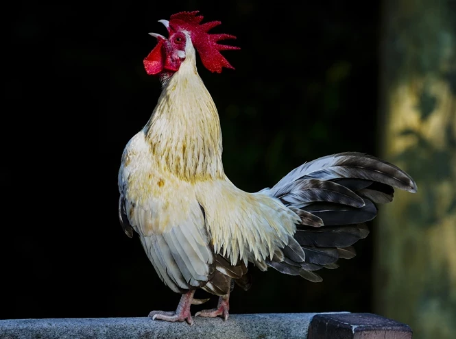 Что сулит славянский гороскоп на февраль 2025 года каждому знаку