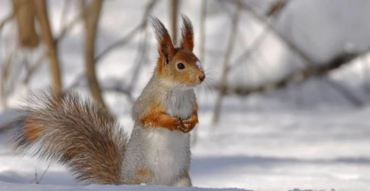 Праздник в России 3 февраля 2025 года отмечают День Максима и Международный день взаимной любви