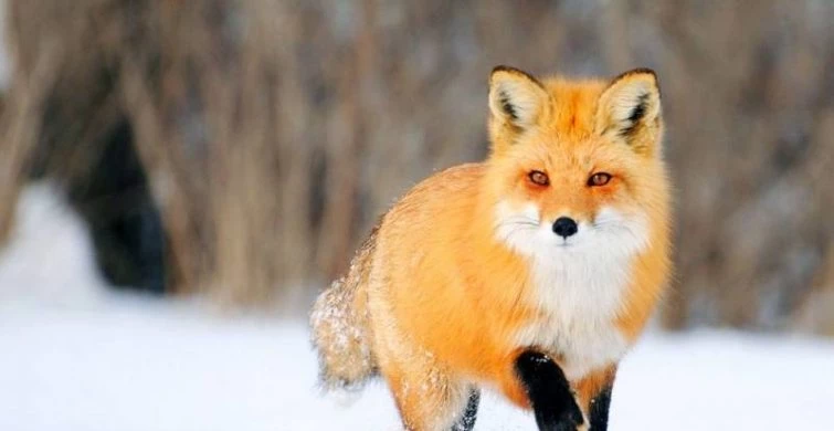 День памяти преподобного Максима Исповедника отмечает православная церковь 3 февраля 2025 года