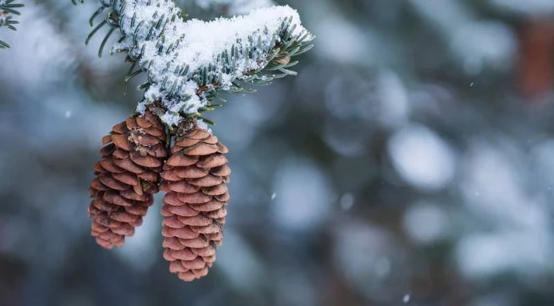 Агатий полухлебник 5 февраля 2025 года богат на приметы и традиции