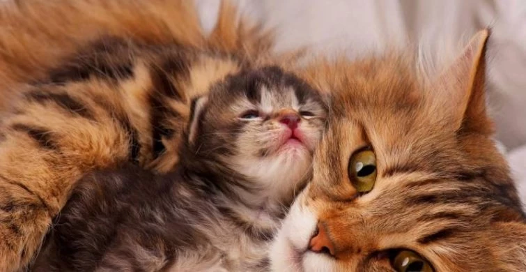 День кошек в России празднуют 1 марта 2025 года