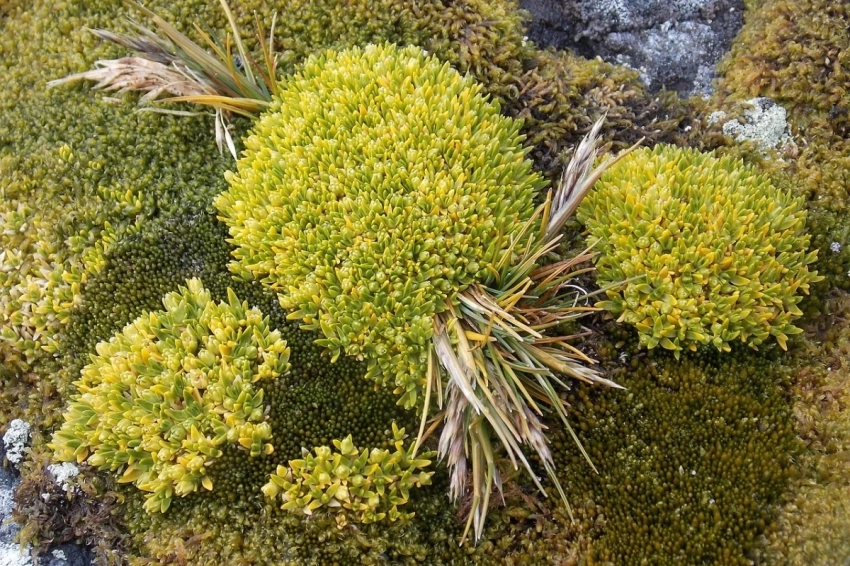 Антарктида: от царства льда к цветущему оазису?