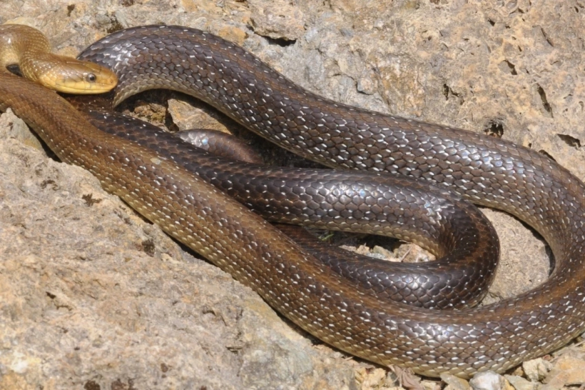 В Британию вернулись эскулаповы змеи, обитавшие там еще 300 тысяч лет назад
