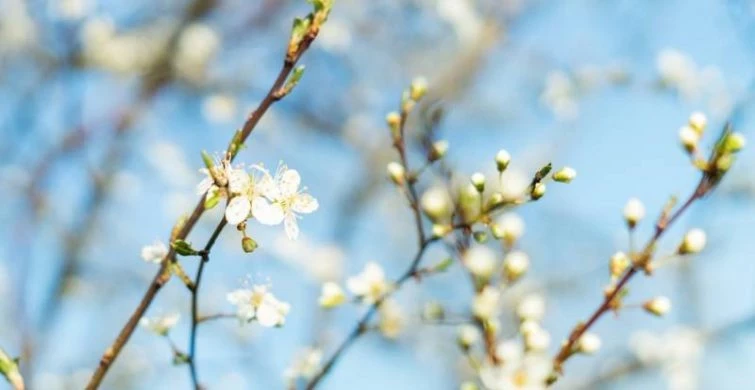 Народный праздник День Федора Тирона и Мариамны Кикиморы отмечают 2 марта 2025 года