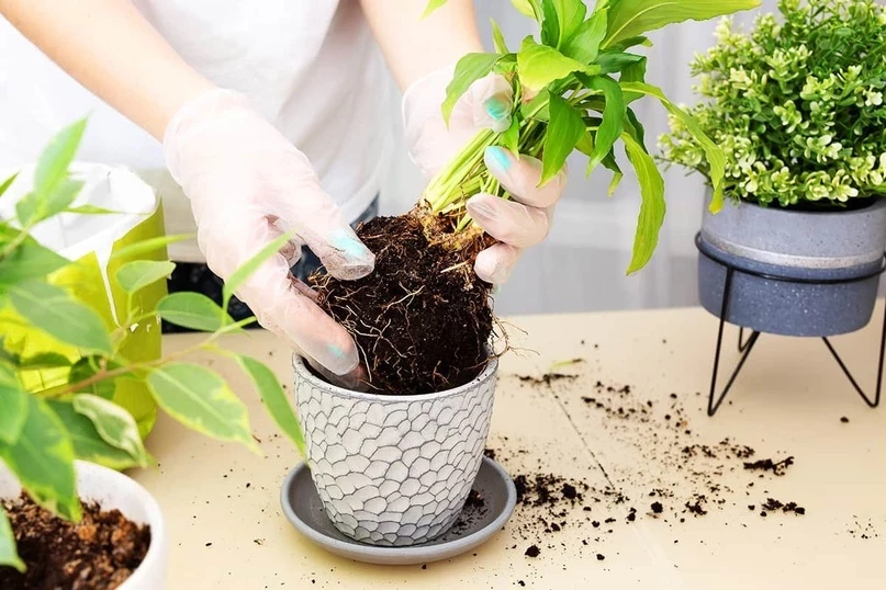 Правила и благоприятные дни для пересадки комнатных растений по лунному календарю в марте