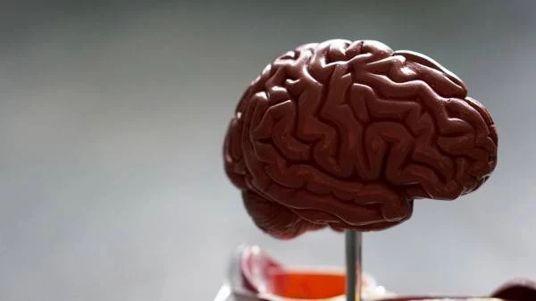 «Ньютон открыл всё до 40 лет». Ученые рассказали, в каком возрасте мозг достигает пика развития и когда он начинает деградировать 