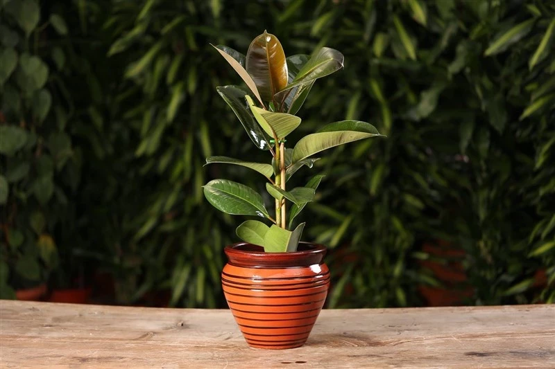 Оберегают от злых духов и нечисти: 7 домашних растений, которые защитят дом