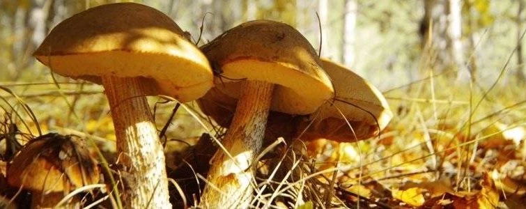 Праздник Александров день, Лесное ухоженье россияне отмечают 28 марта 2025 года