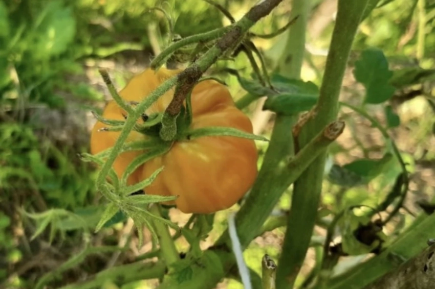 Два сорта томатов, которые обязательно стоит посадить весной 2025 года: сладкие, мясистые и весом до 1 кг