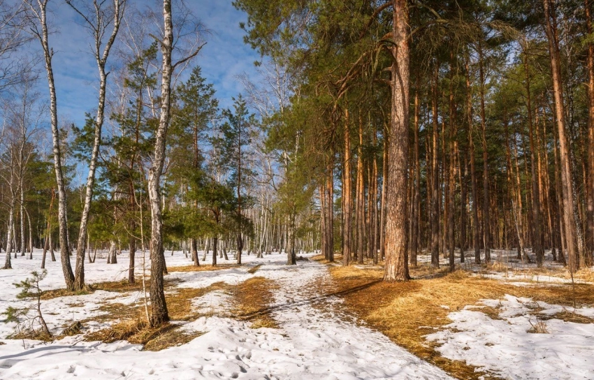 Приметы и поверья на 19 марта 2025 года расскажут, почему в этот день не стоит ходить в лес