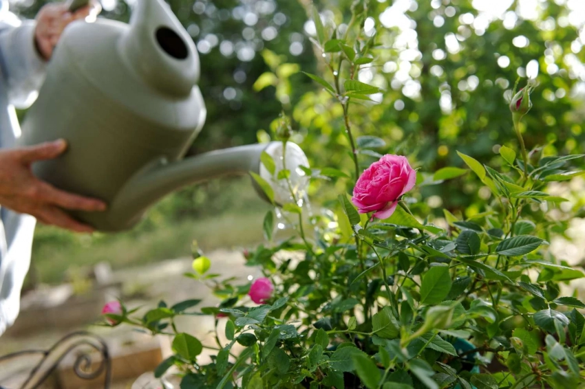 Каким настоем нужно поливать розы, чтобы они зацвели невероятно пышно
