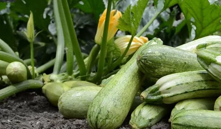 Какую подкормку положить в лунку при посадке кабачков, чтобы выросли гигантскими