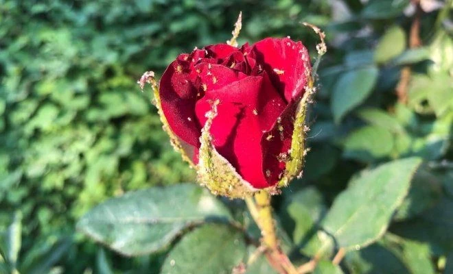 Чем обработать розы весной, чтобы тля никогда их не тронула