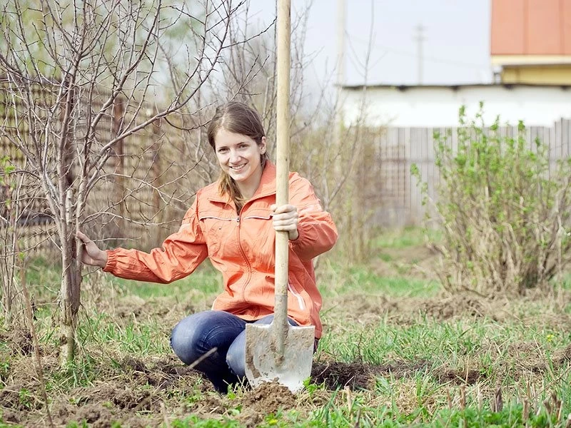 Когда заниматься посадкой и уходом за растениями с 21 по 27 апреля согласно лунному календарю