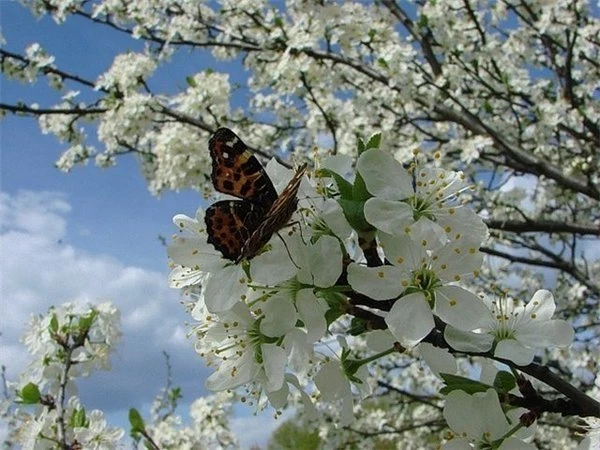 На Проклов день, 4 мая 2025 года, согласно поверьям, люди борются с нечистью