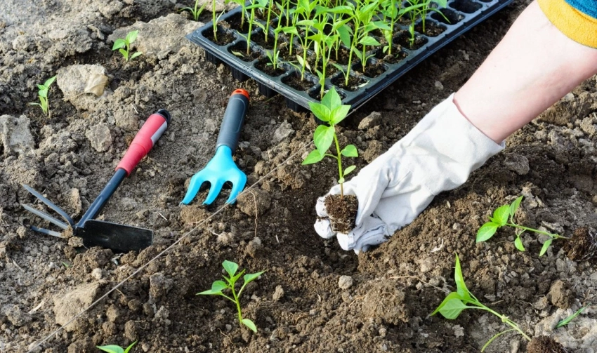 Когда и как правильно высаживать рассаду по лунному календарю, чтобы она прижилась и хорошо развивалась