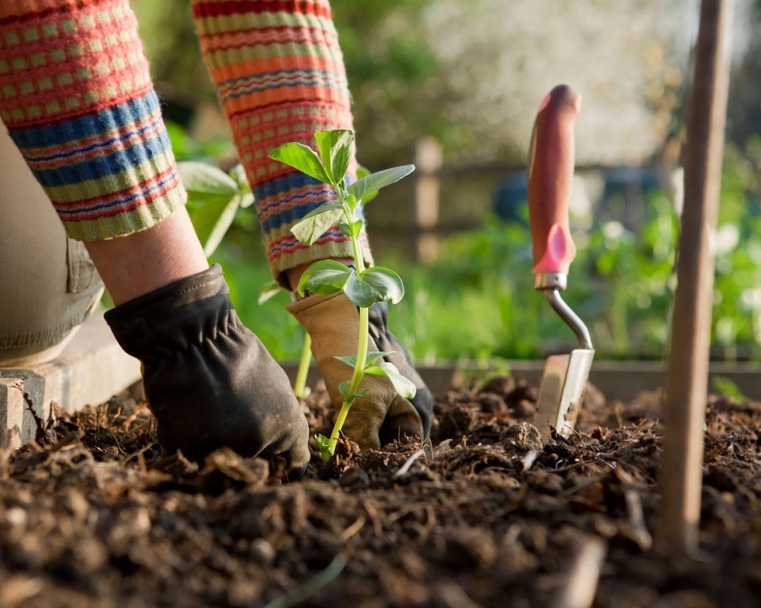 Что сажать в мае 2025 года: календарь благоприятных дней для садовода