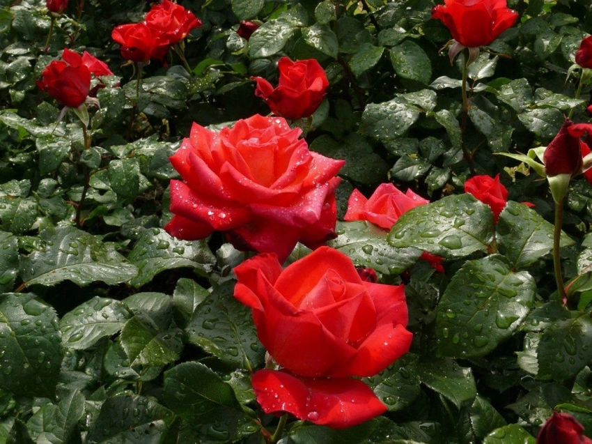 Как ухаживать за розами весной, чтобы они цвели пышно и долго