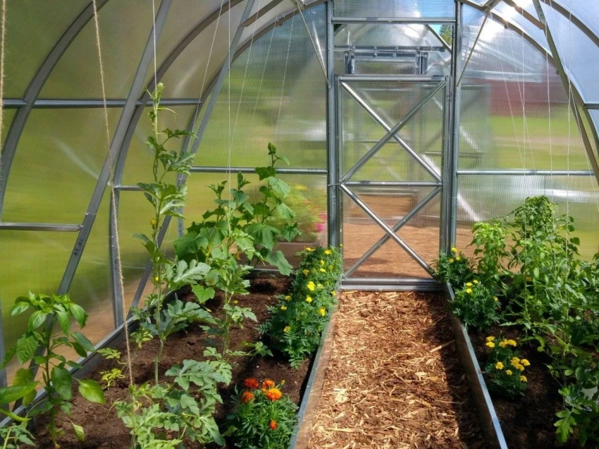 Правила планировки грядок в теплице для хорошего урожая