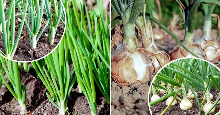 Что делают дачники при посадке лука, чтобы он не пошел в «стрелку»