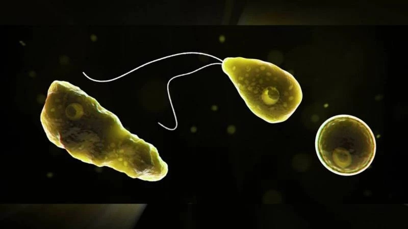 Скорая смерть: Как грязные пруды становятся рассадниками амёбы-«мозгоеда»