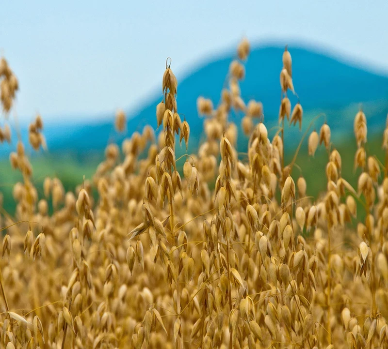 Что можно и нельзя делать, приметы, обряды и традиции праздника День Фита 28 июня 2025 года