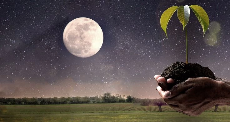 Какие дни июля 2025 года самые благоприятные для работы в огороде: календарь дачника