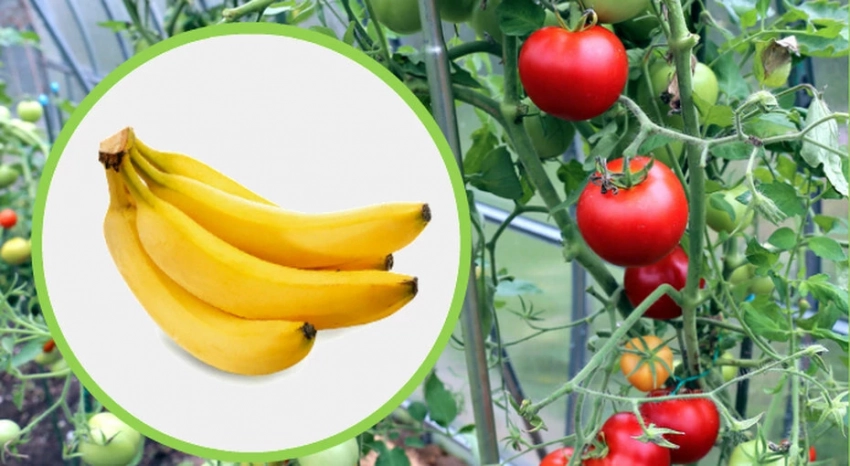 Какая подкормка поможет помидорам наливаться даже в жару: проверенный народный рецепт