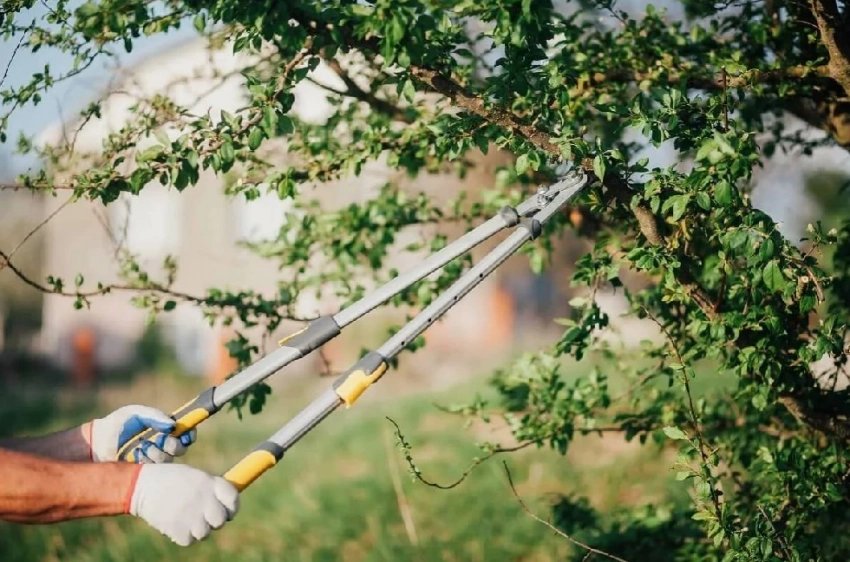 Потом уже будет поздно: какие 6 деревьев нужно обрезать до сентября