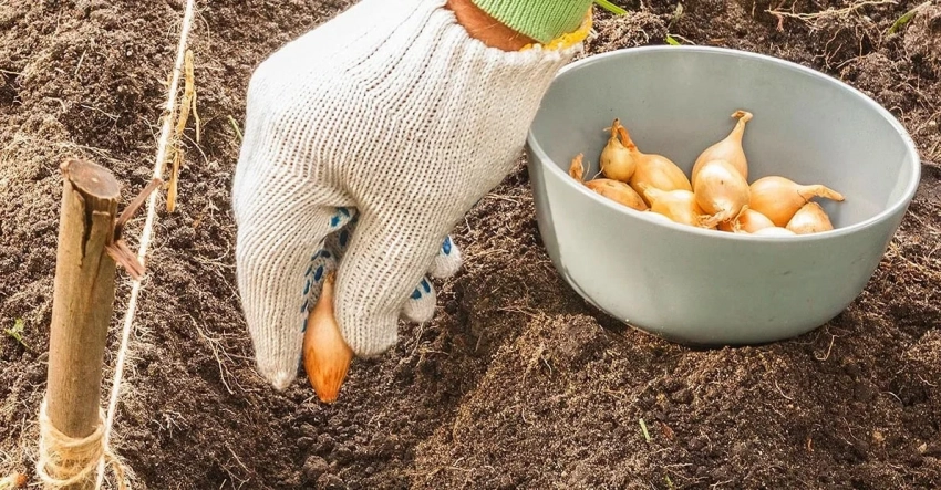Когда сажать озимый лук в 2025 года: «золотые» даты по лунному календарю