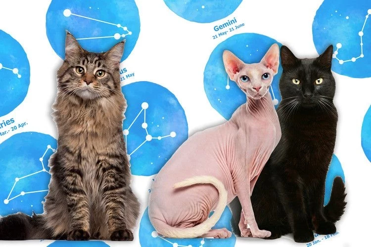 Созданы для вас: какая порода кошек вам подходит больше всего по месяцу рождения