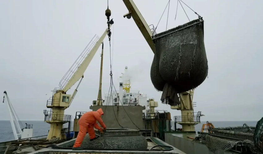 Россия начала поставки рыбы в Бразилию